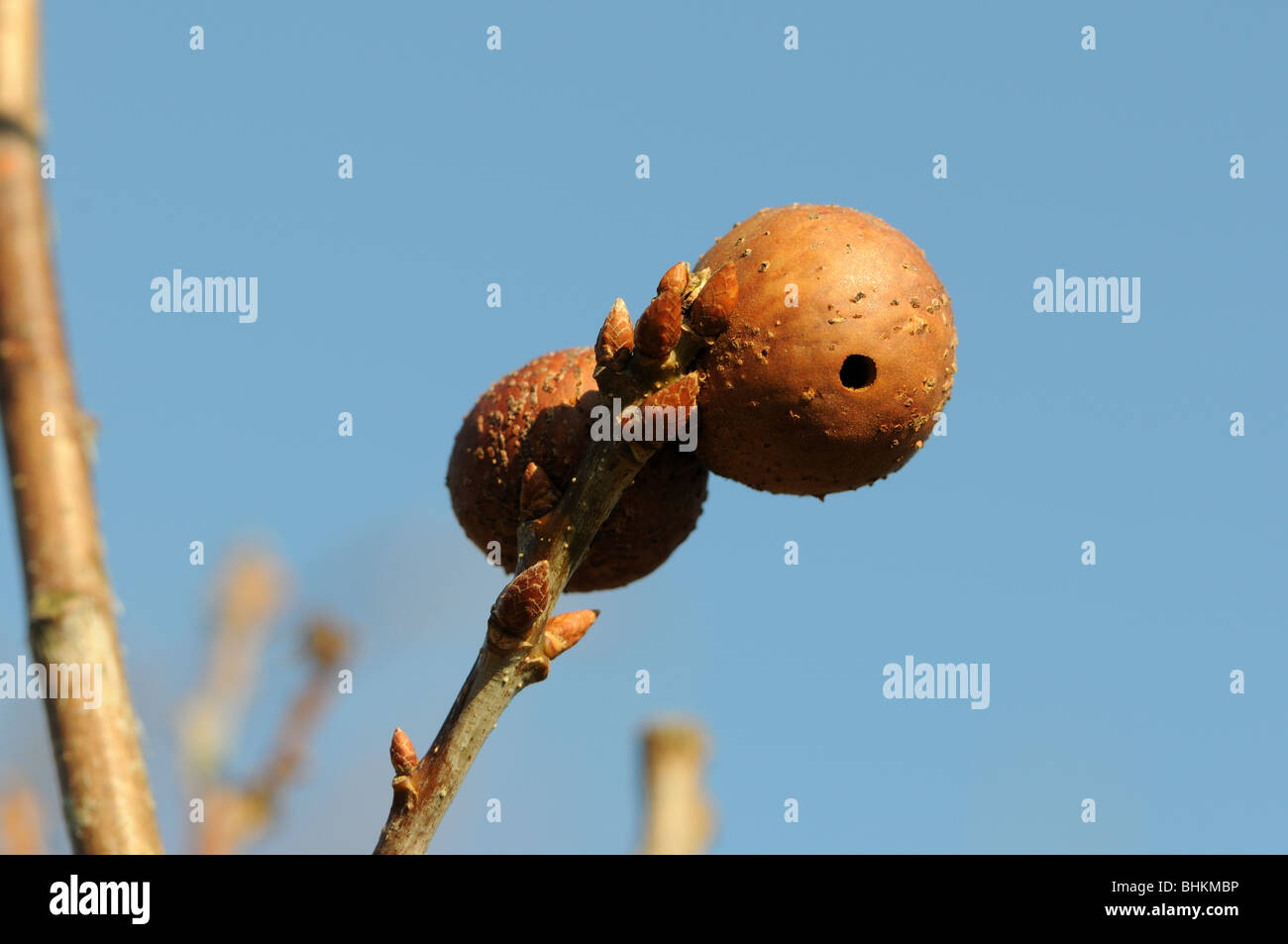 Oak apple gall Stock Photo Alamy