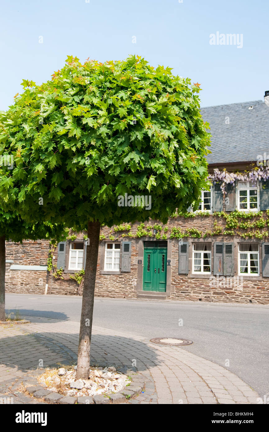 Tree in typical German village in the Moselle region Stock Photo