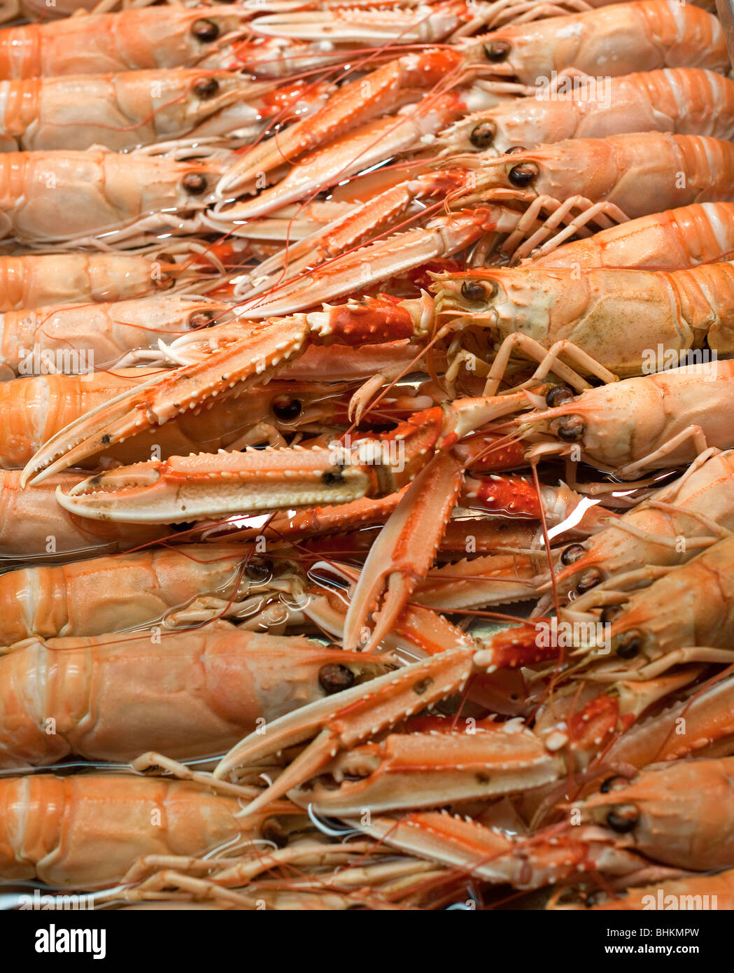 Norway lobster Stock Photo