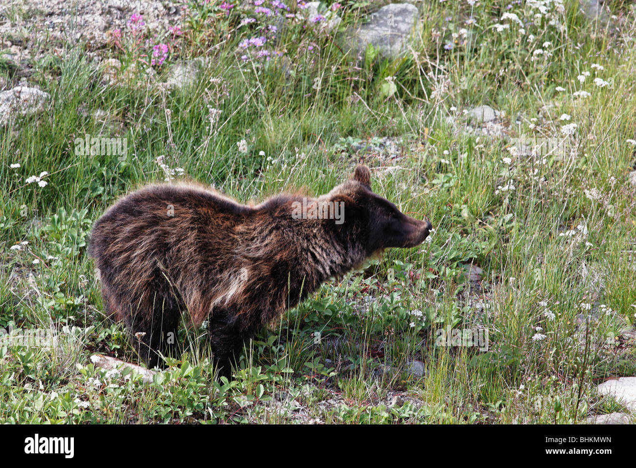 Young Grizzly Bear on an Alpine Meadow, Alberta, Canada Stock Photo