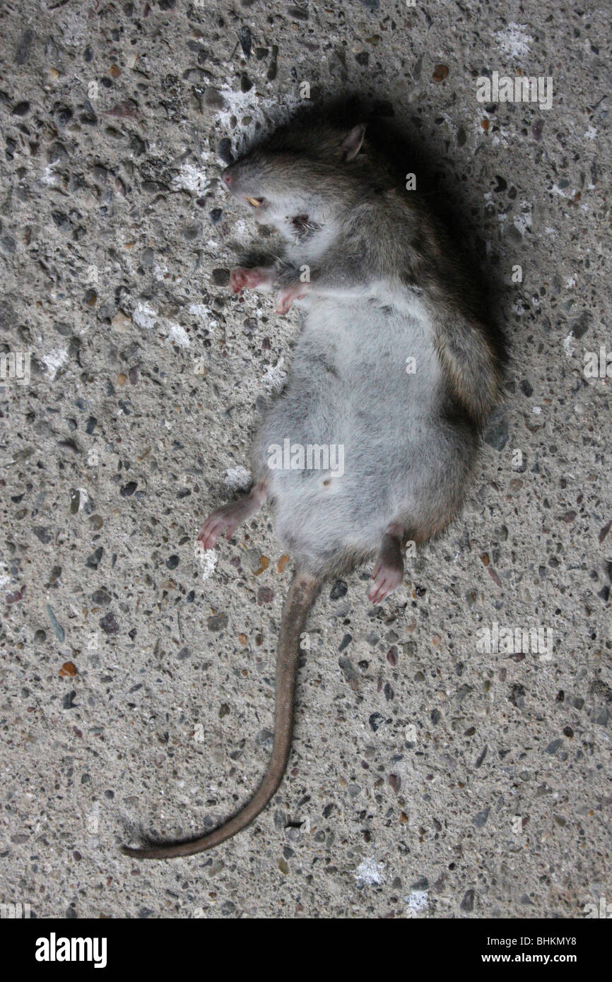 Common long tailed Brown Rat (Rattus norvegicus) dead, Killed.  Teeth. vertical  073515_Rat Stock Photo
