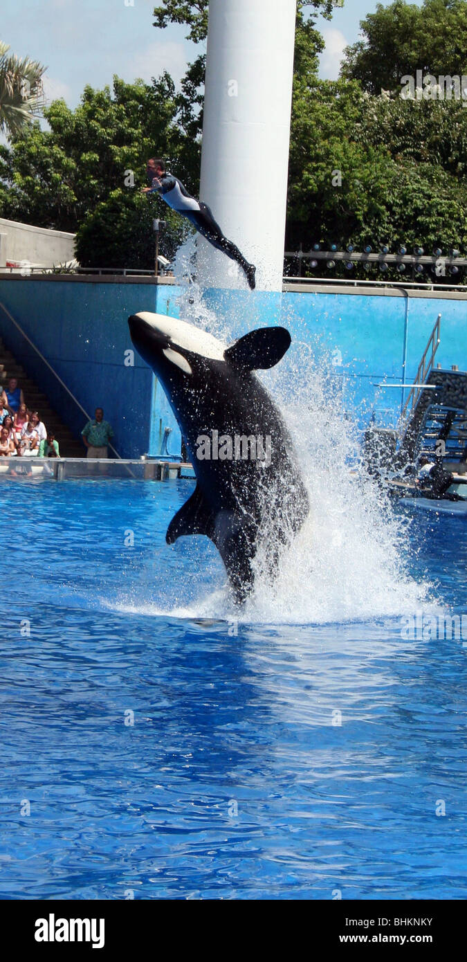 Sea World Orlando Florida Killer Whales Stock Photo