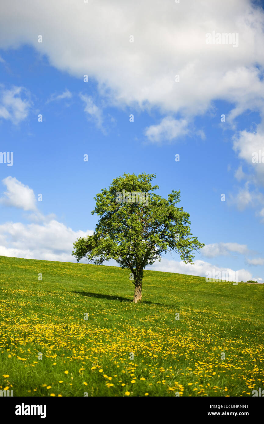 Grass fields with Dandelions and cloudy sky Stock Photo