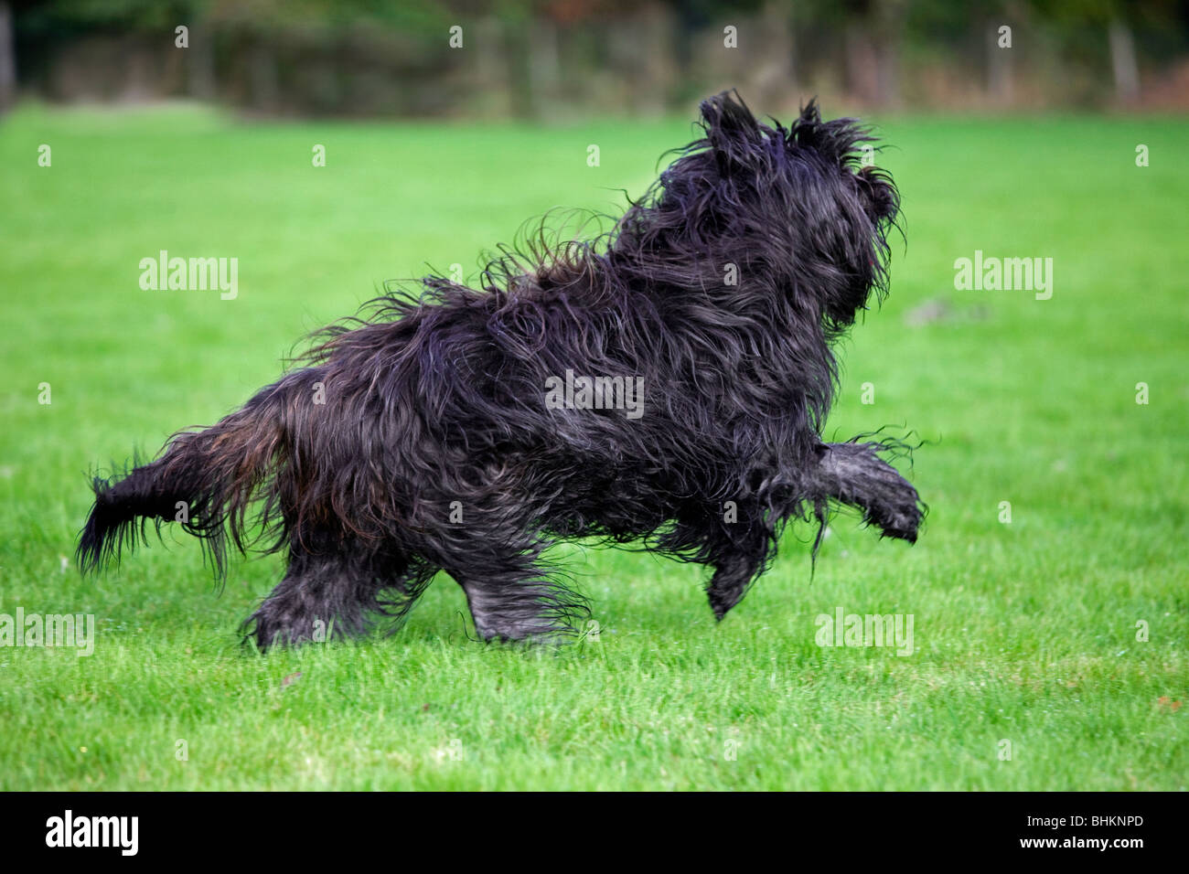 Schapendoes / Dutch Sheepdog (Canis lupus familiaris) running in garden Stock Photo