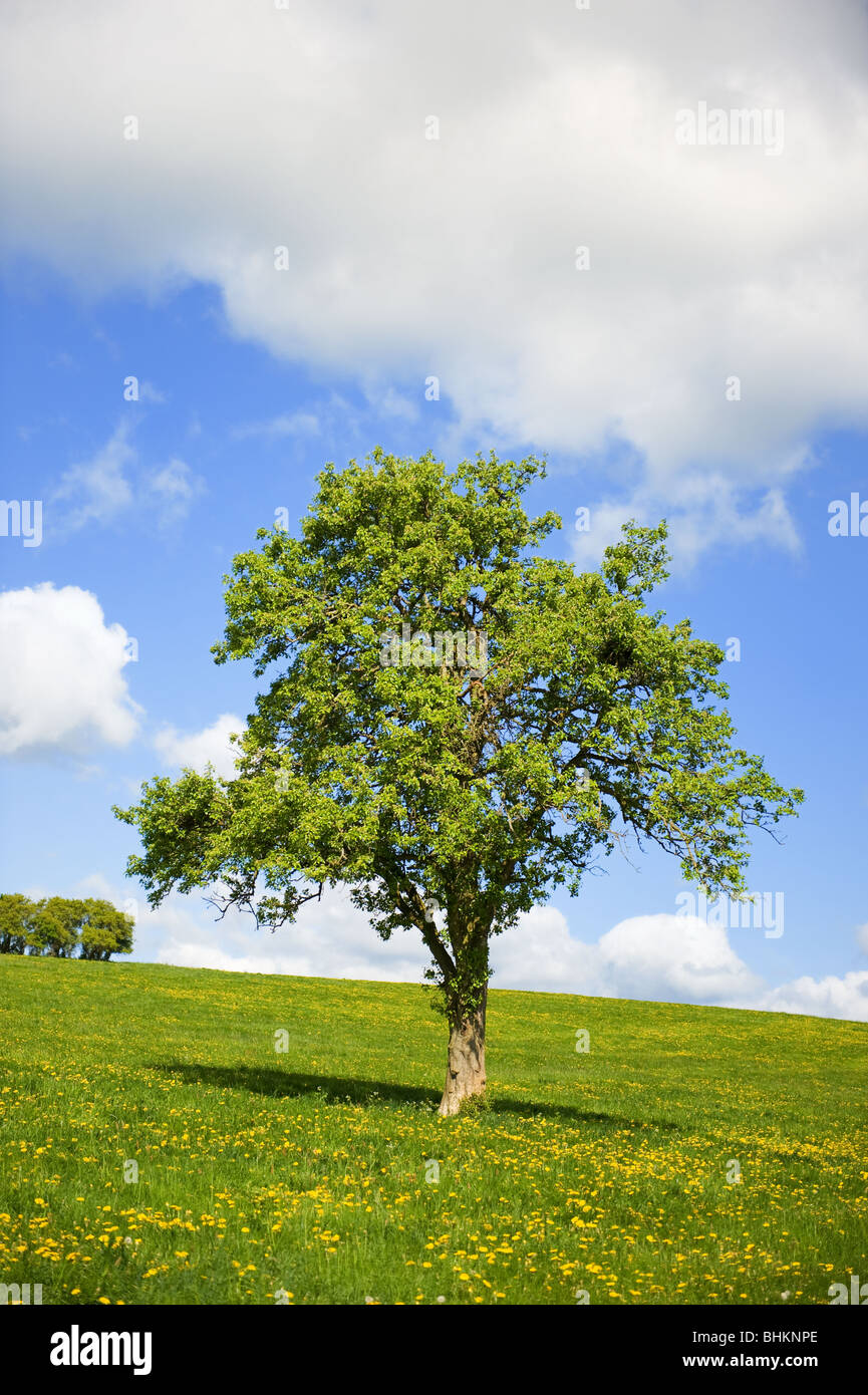 Tree in landscape Stock Photo - Alamy