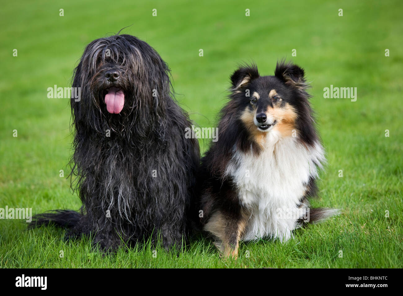 Schapendoes / Dutch Sheepdog and Shetland Sheepdog / collie (Canis lupus familiaris) in garden Stock Photo