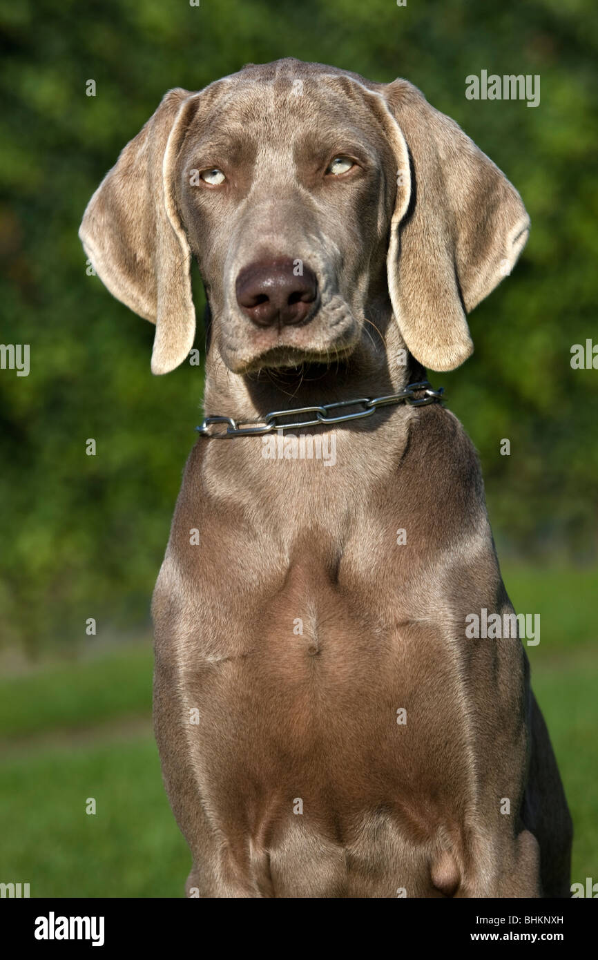Weimaraner Vorstehhund (Canis lupus familiaris) close up Stock Photo