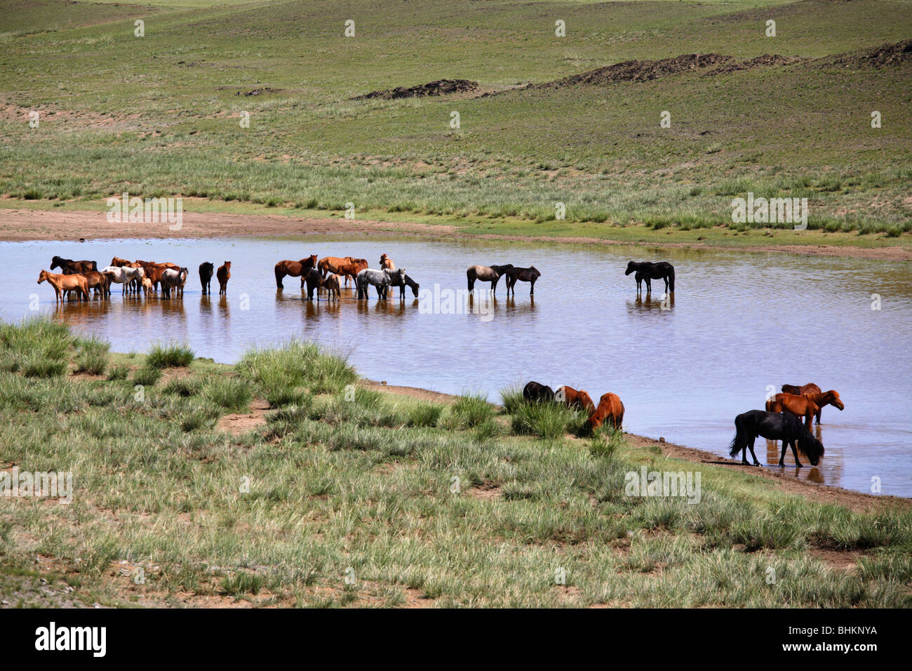 Horses in the steppe, Mongolia Stock Photo - Alamy