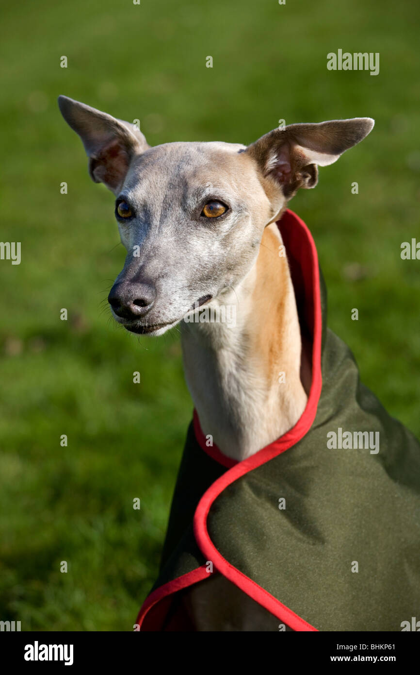 Whippet (Canis lupus familiaris) with jacket in garden Stock Photo