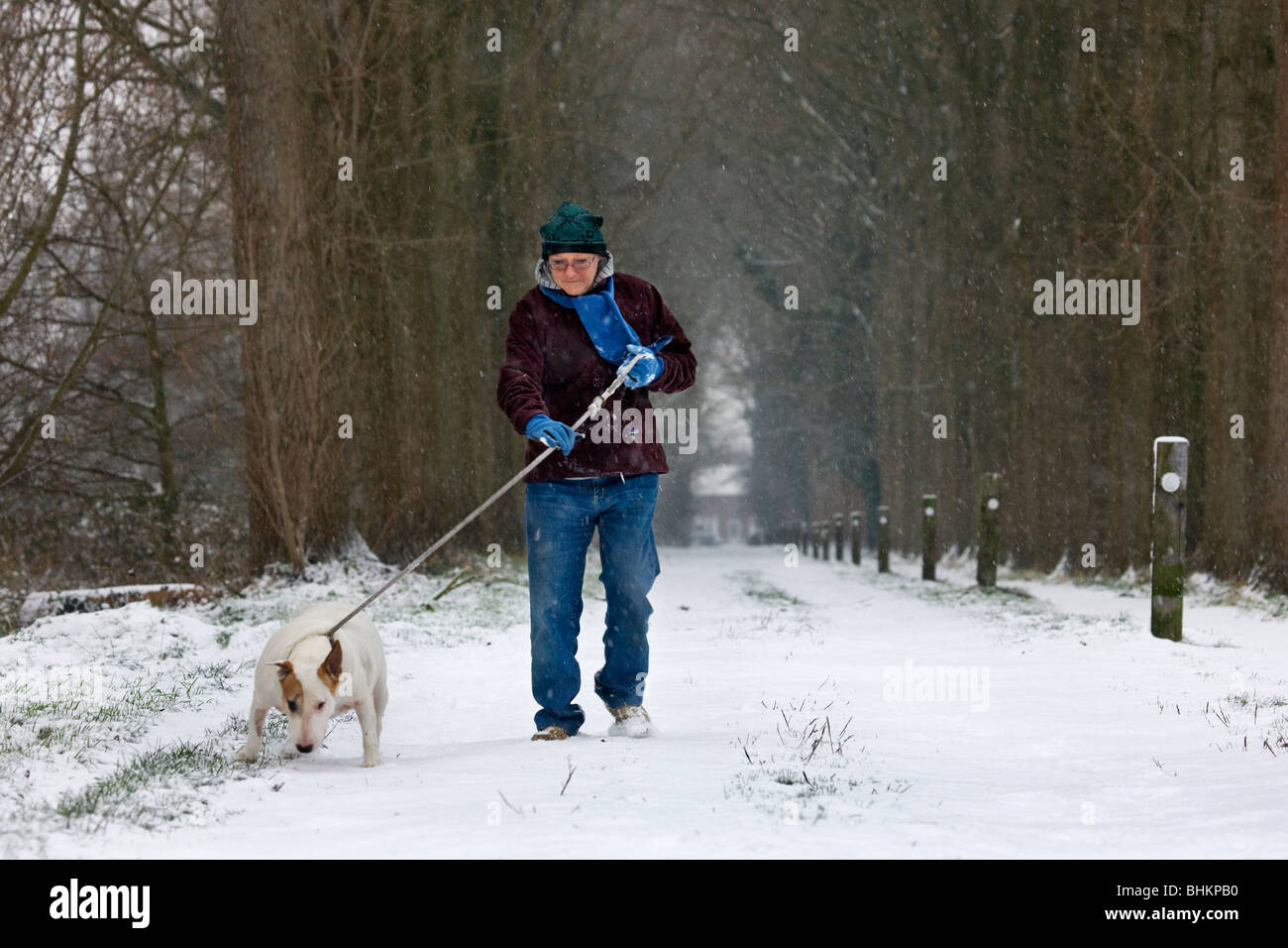 Woman walking with English Bull Terrier (Canis lupus familiaris) in winter in the snow Stock Photo