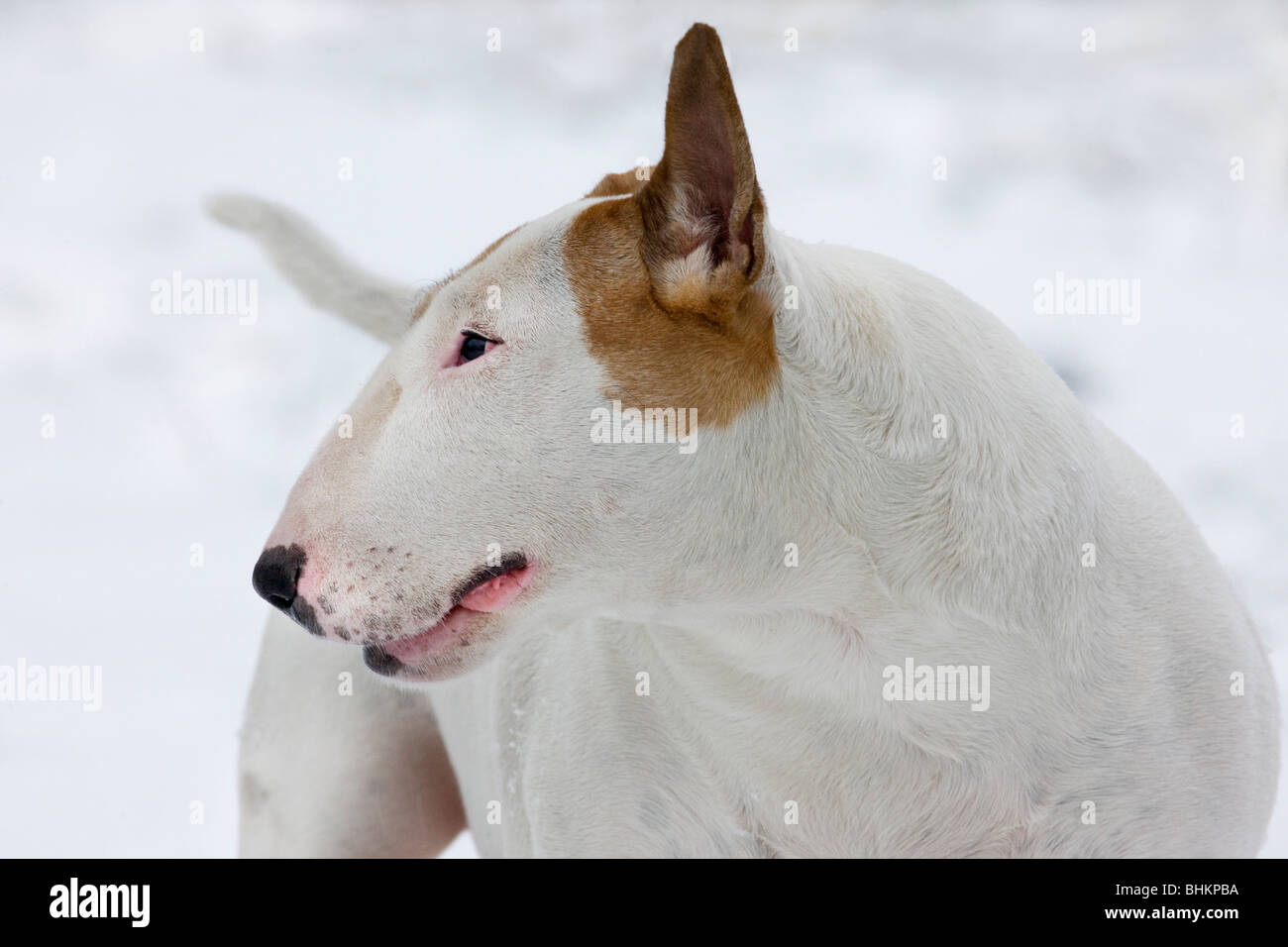 English Bull Terrier (Canis lupus familiaris) portrait in winter in the snow Stock Photo