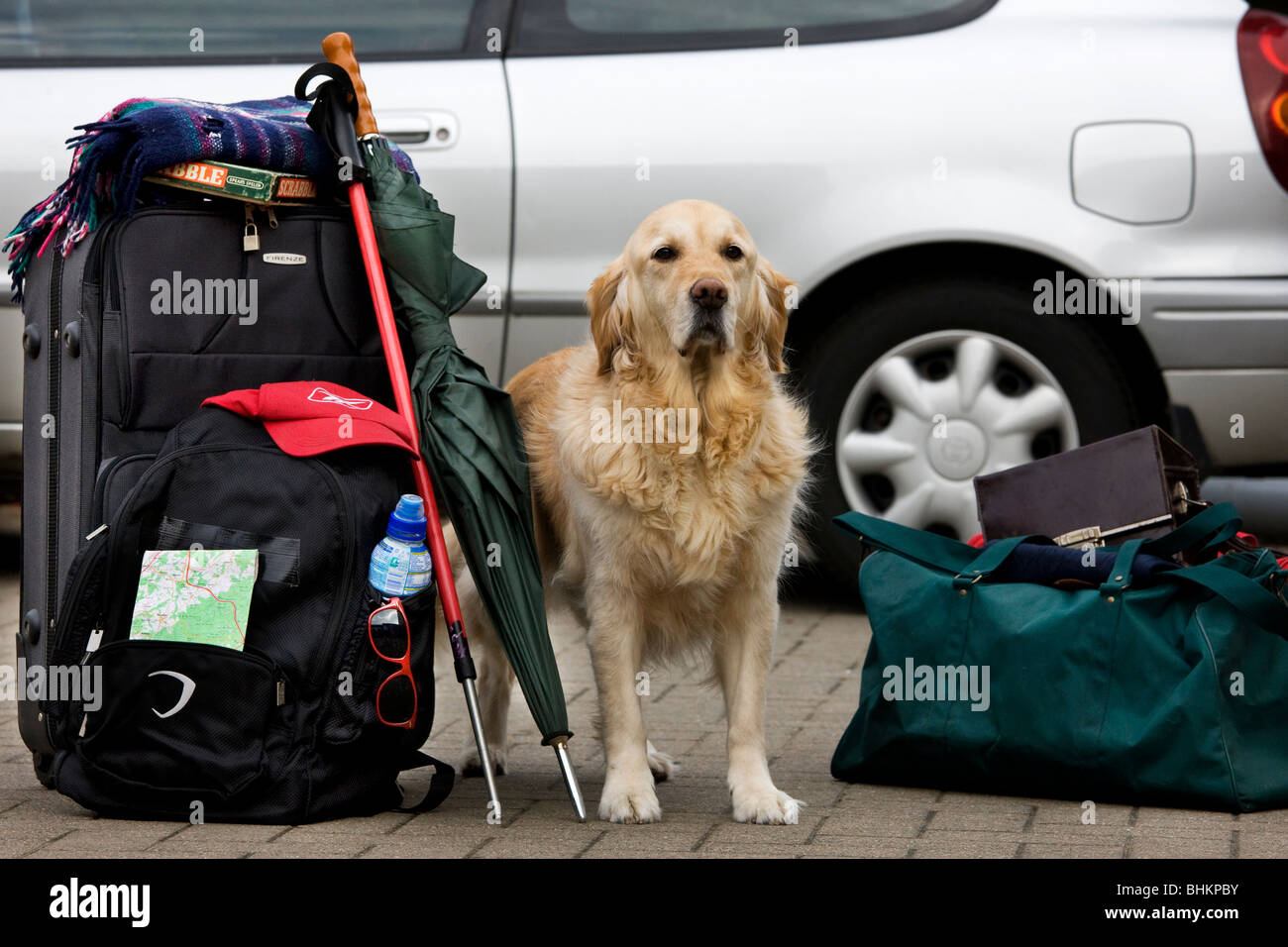 Golden Retriever (Canis lupus familiaris) guarding luggage Stock Photo
