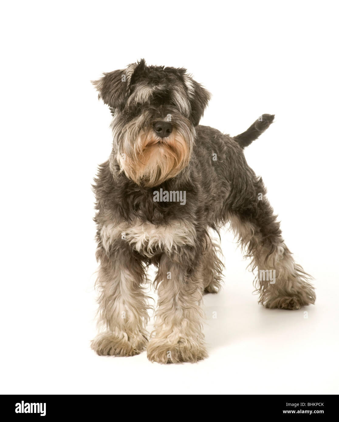 Salt and Pepper coloured Miniature Schnauzer dog standing  on white background tail showing Stock Photo