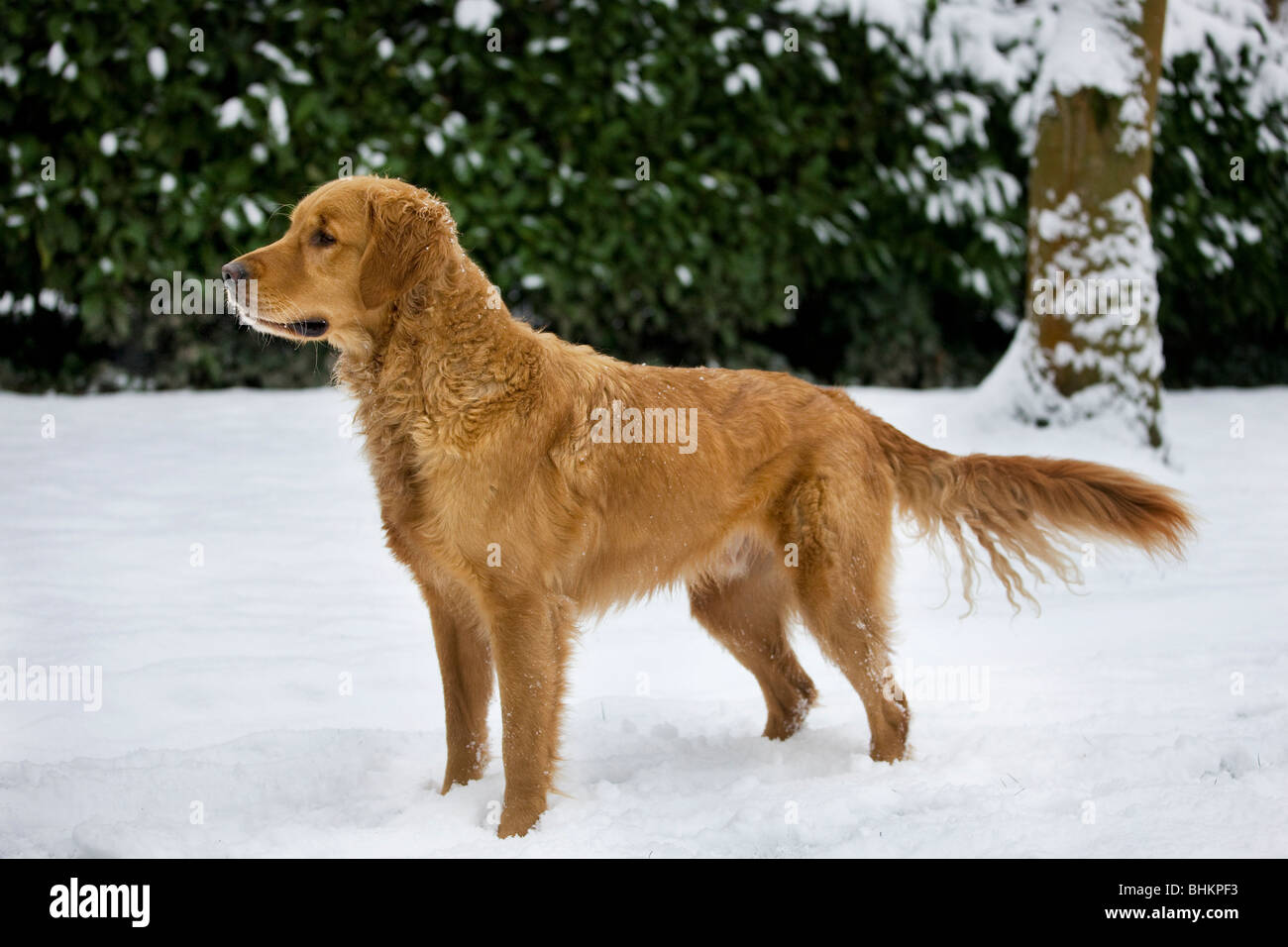 Golden Retriever (Canis lupus familiaris) in garden in the snow in winter Stock Photo