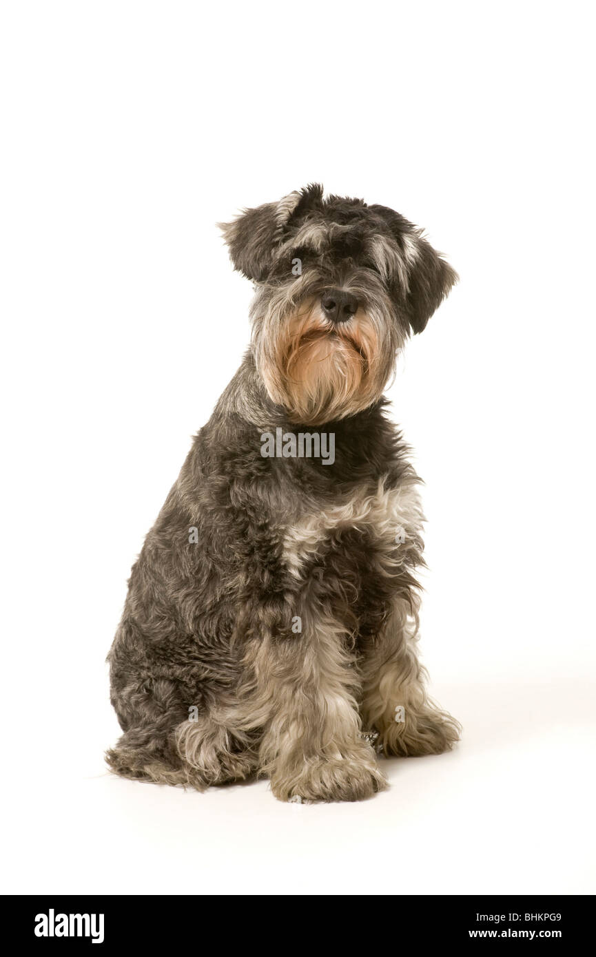 Salt and Pepper coloured Miniature Schnauzer dog sitting facing the camera on a white background Stock Photo