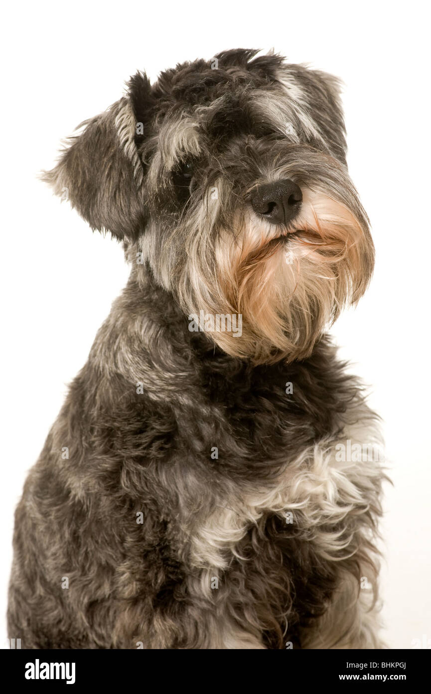 Head and shoulder shot of Salt and Pepper Miniature Schnauzer dog on