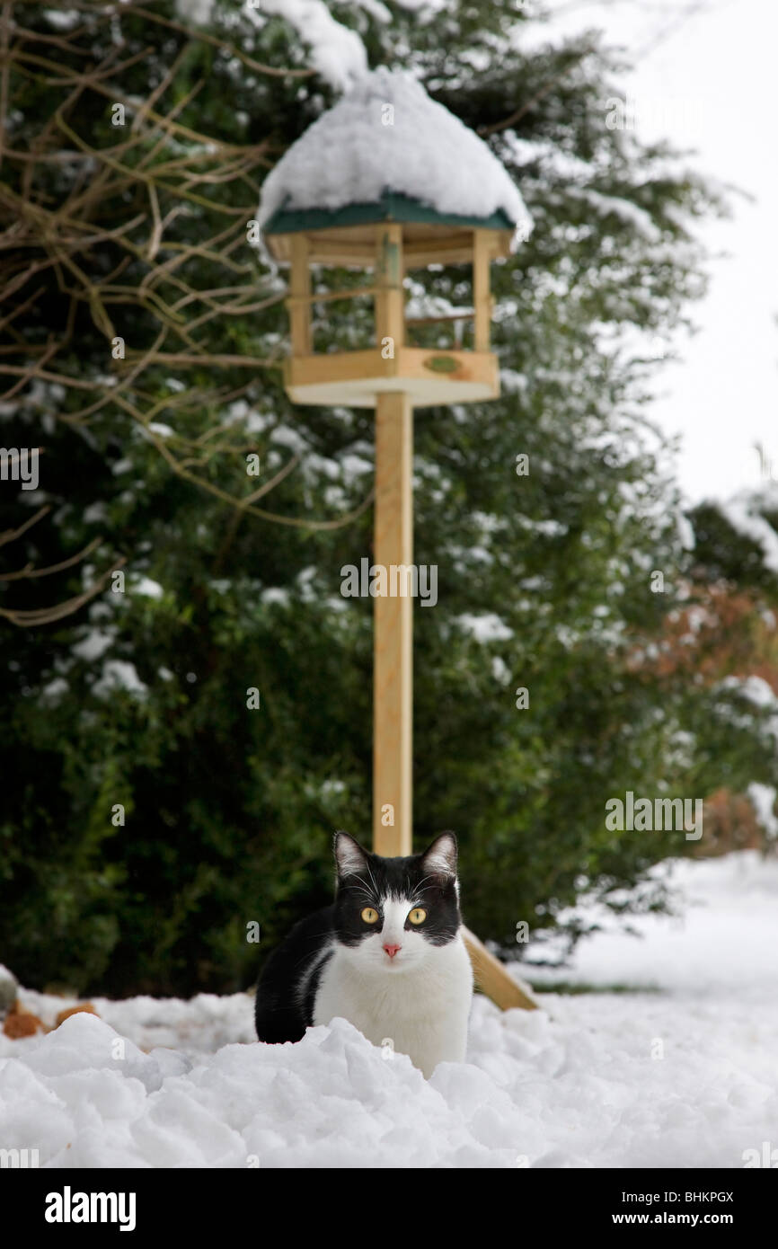 House cat (Felis catus) and birdfeeder in garden in the snow in winter Stock Photo