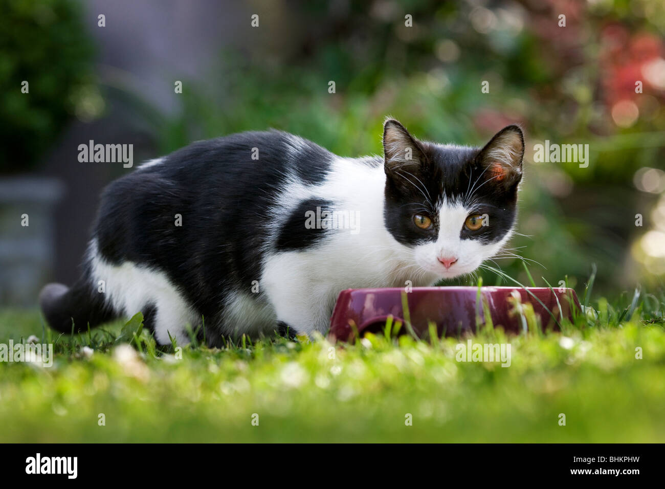 House cat (Felis catus) drinking milk in garden Stock Photo