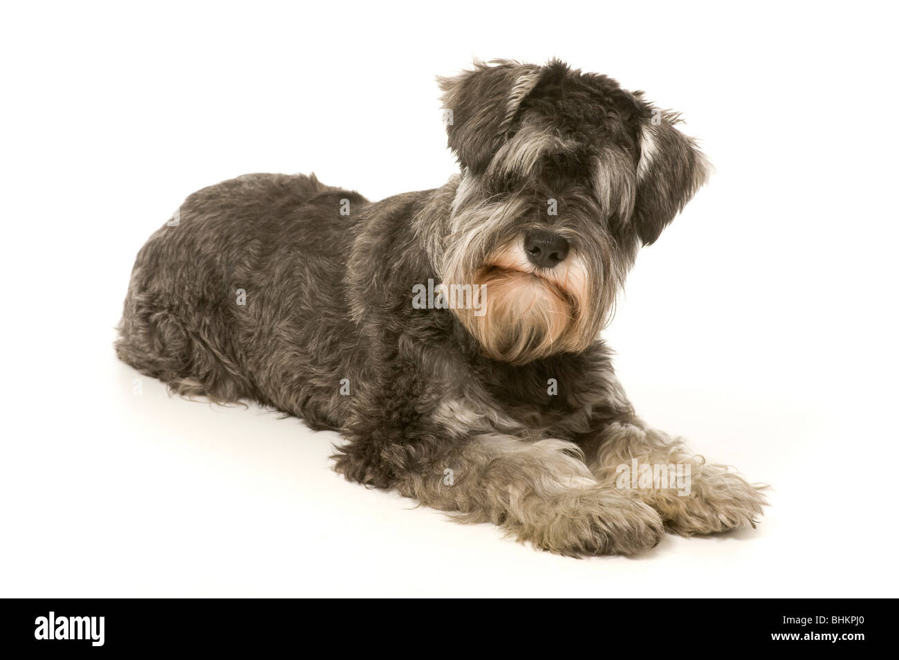 Salt and Pepper Miniature Schnauzer dog lying on white background Stock