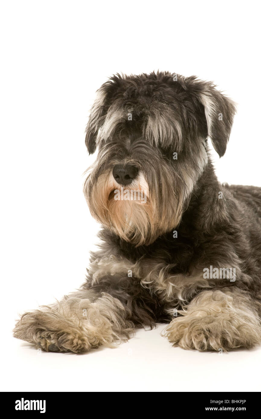 Salt and Pepper Miniature Schnauzer dog lying on white background Stock