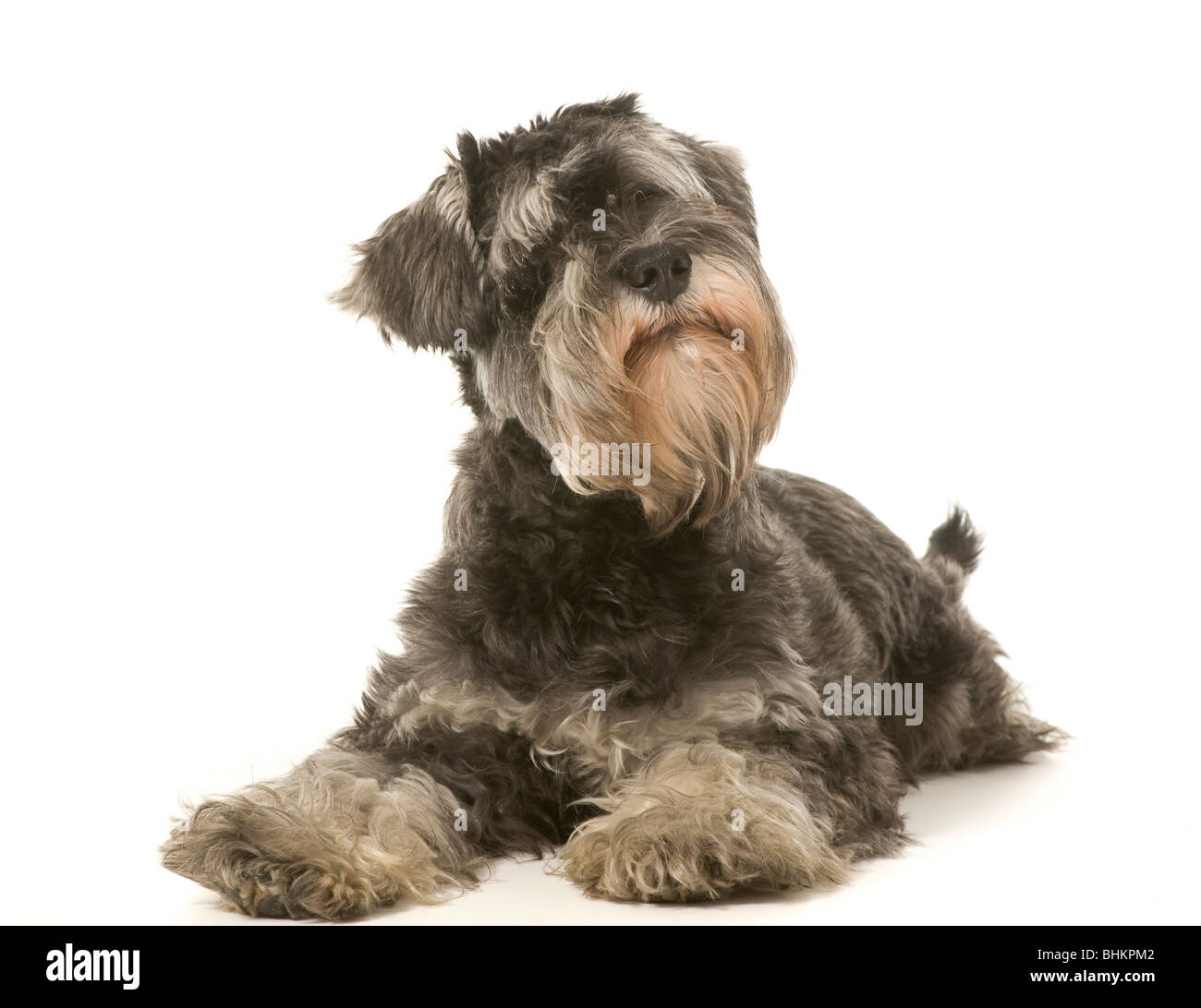 Salt and Pepper Miniature Schnauzer dog sitting on white background