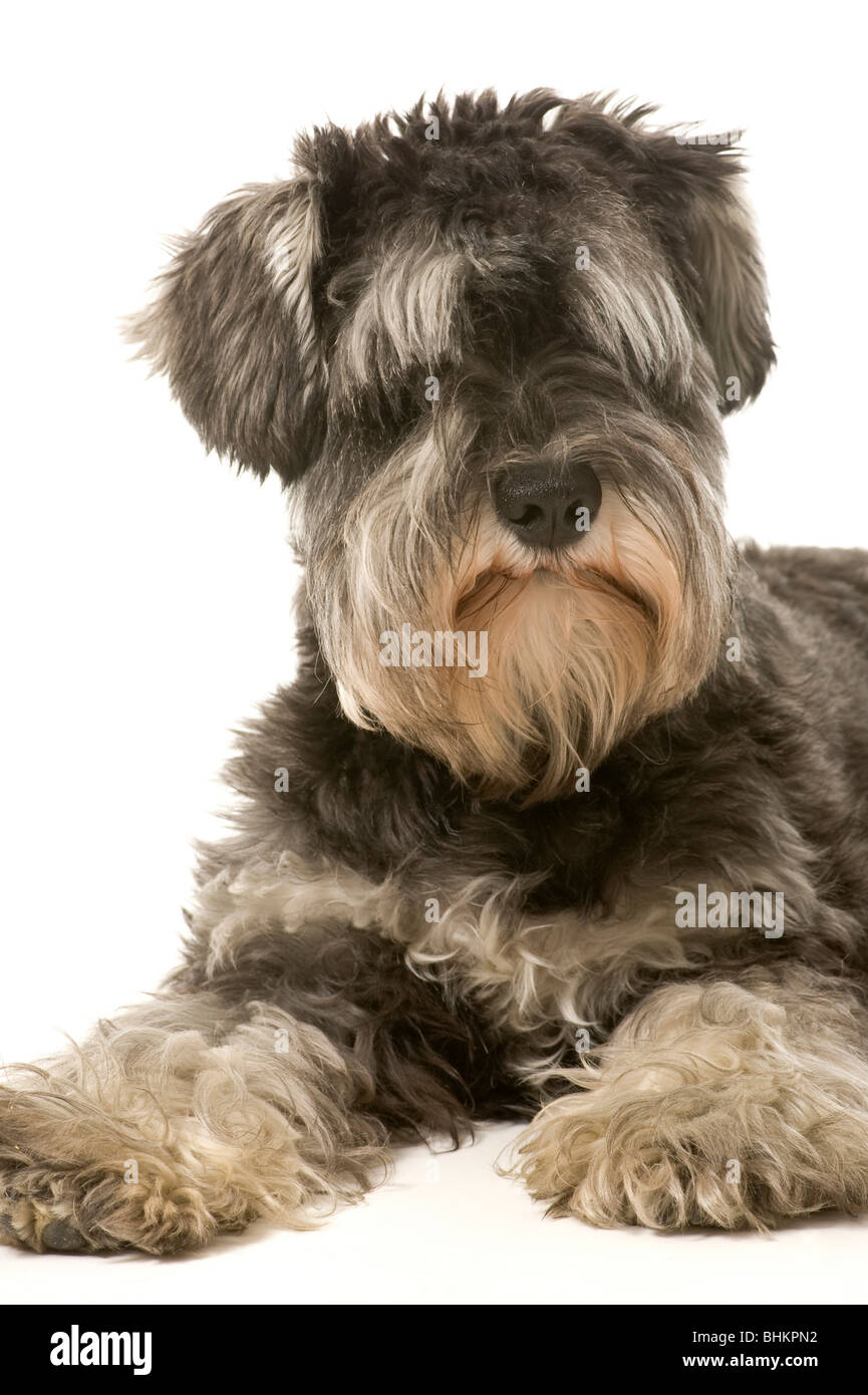 Salt and Pepper Miniature Schnauzer on white background looking at