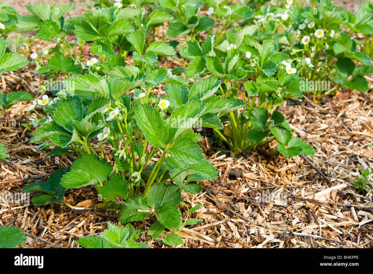 Young strawberry plants with flowers in spring time Stock Photo - Alamy