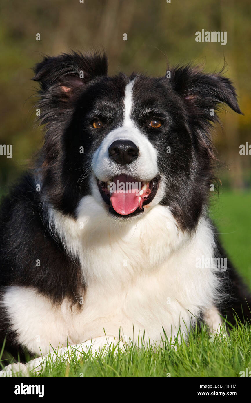 Border Collie (Canis lupus familiaris) in garden Stock Photo