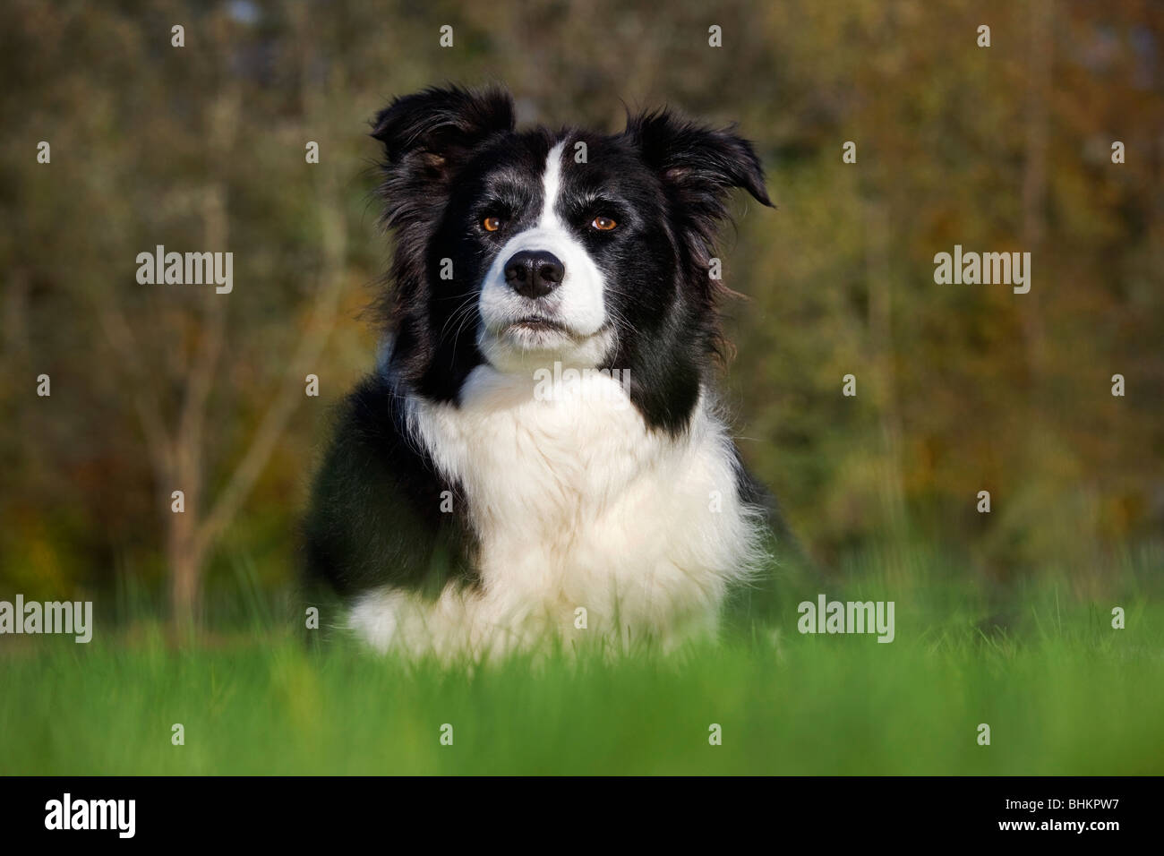 Border Collie (Canis lupus familiaris) in garden Stock Photo