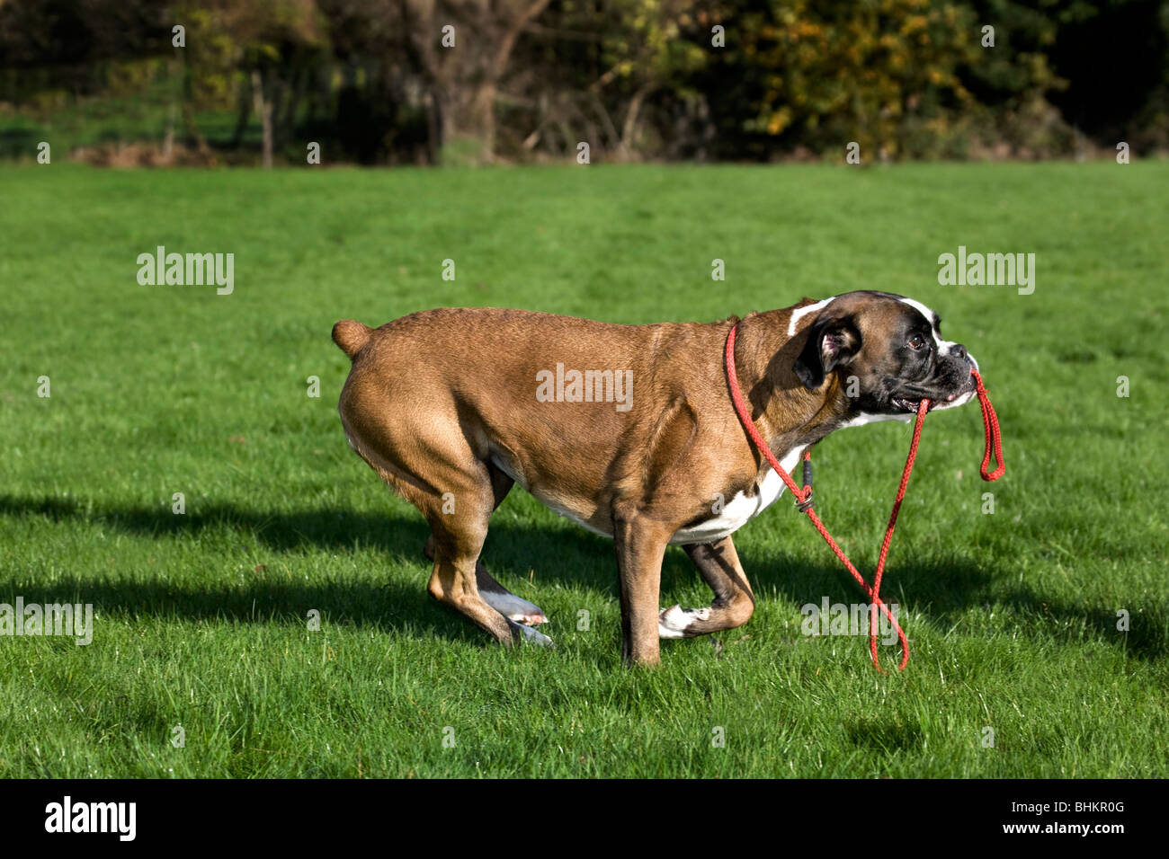 Boxer dog (Canis lupus familiaris) running with leash in mouth in garden Stock Photo