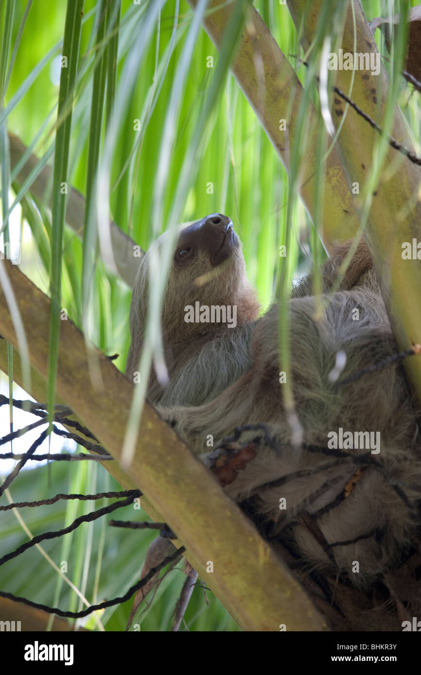 Pale-throated three-toed Sloth, Hacienda Baru, Costa Rica Stock Photo