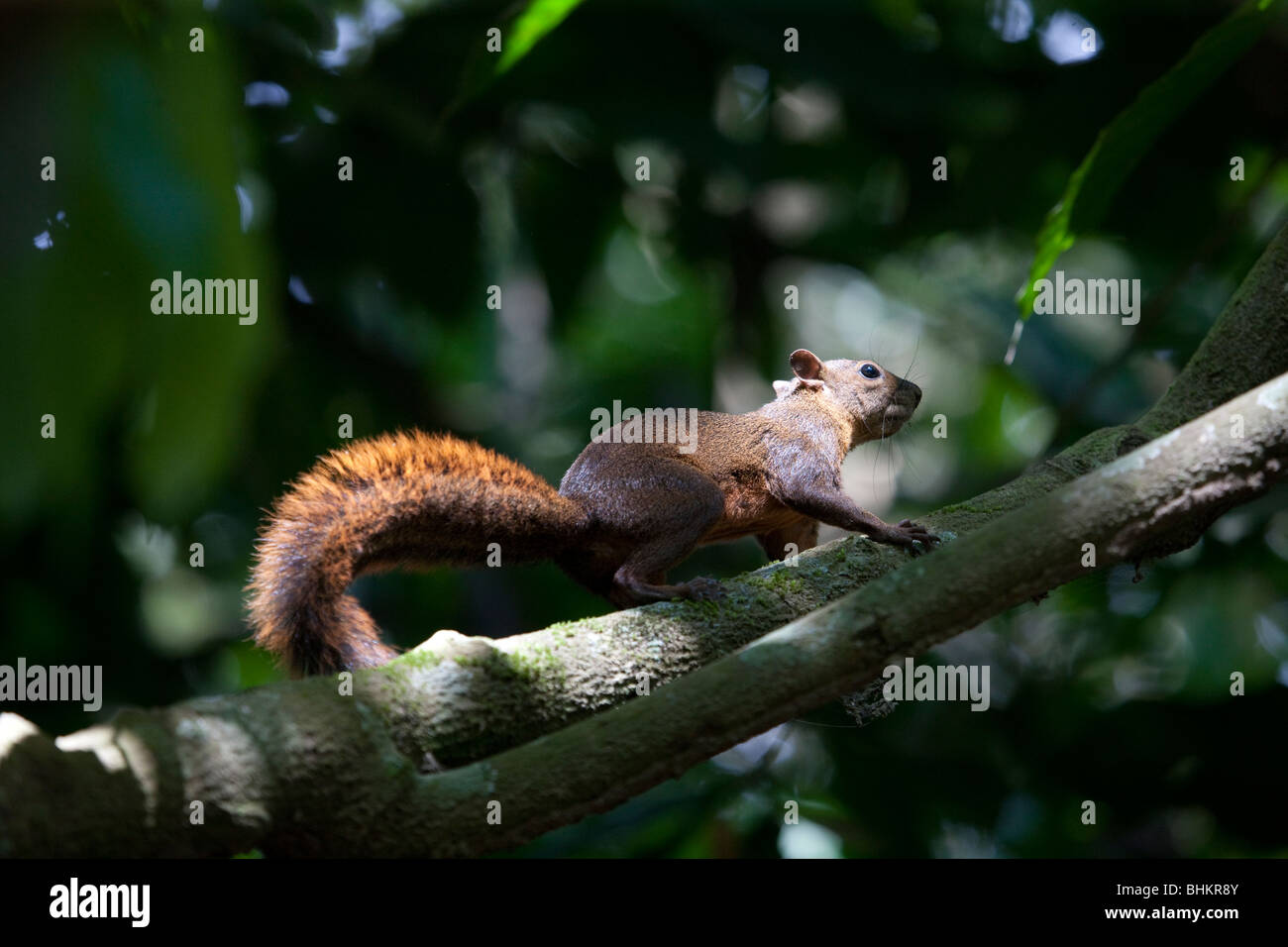 Red-tailed Squirrel, Hacienda Baru, Costa Rica Stock Photo