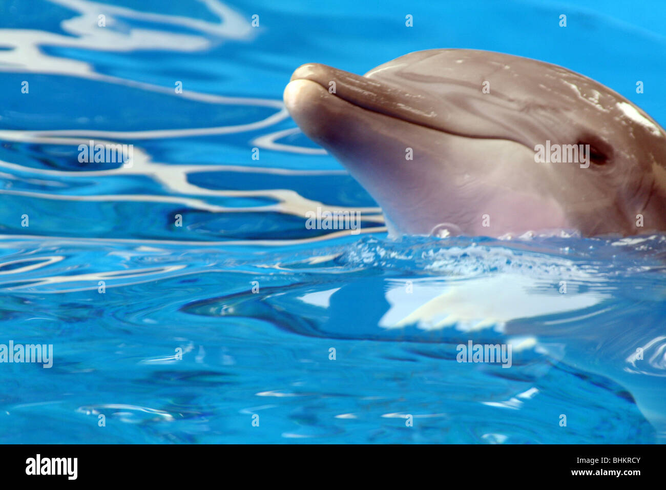 Dolphins SeaWorld Florida USA Stock Photo
