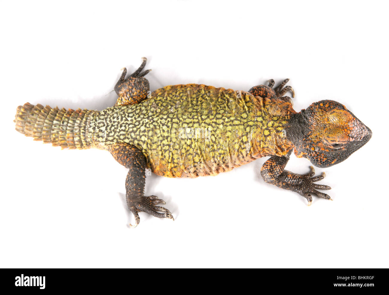 Dabb Lizard Uromastyx Portrait Single Adult Male Studio, Captive, UK Stock Photo