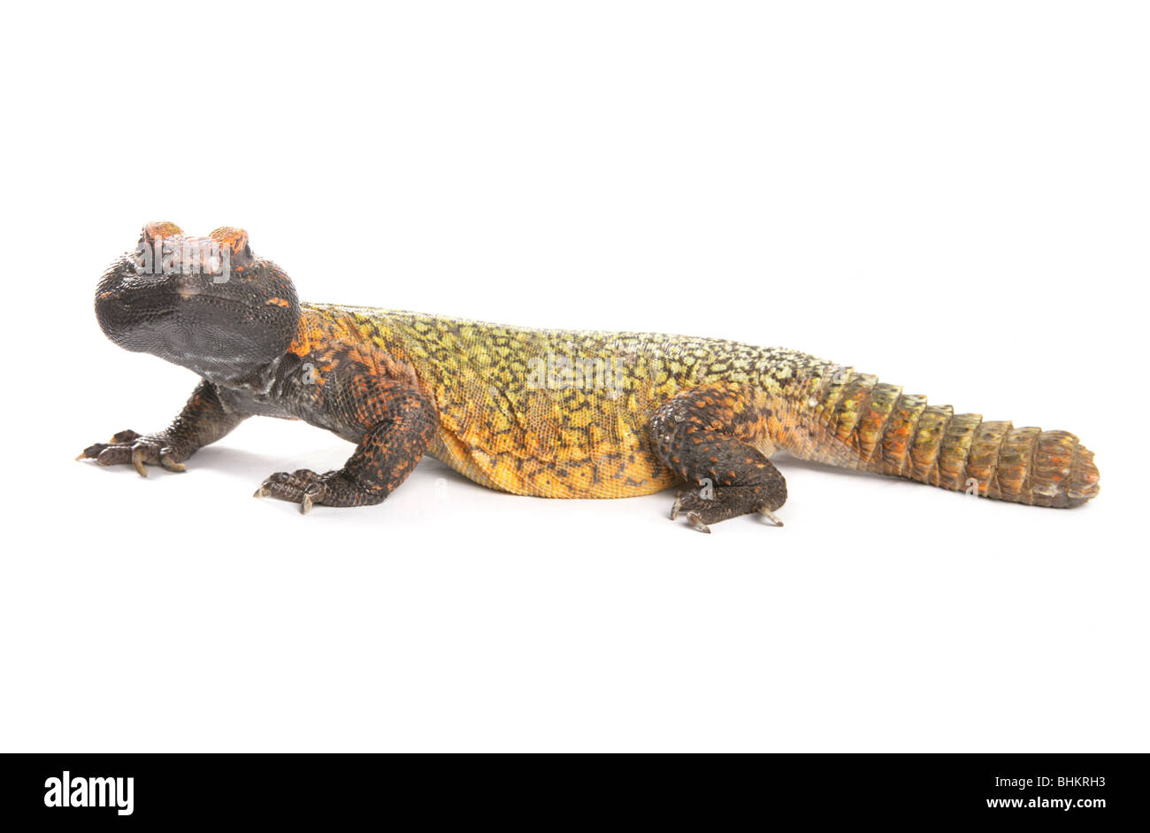 Dabb Lizard Uromastyx Portrait Single Adult Male Studio, Captive, UK Stock Photo