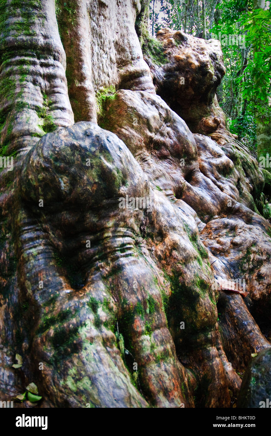 Rainforest tree bark hires stock photography and images Alamy