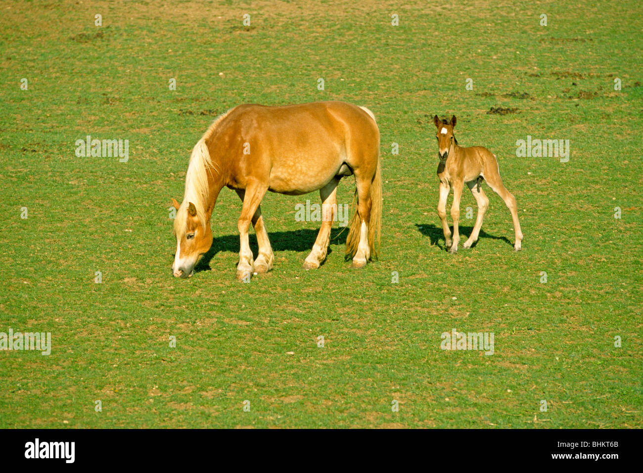 mare and foal on a meadow Stock Photo Alamy