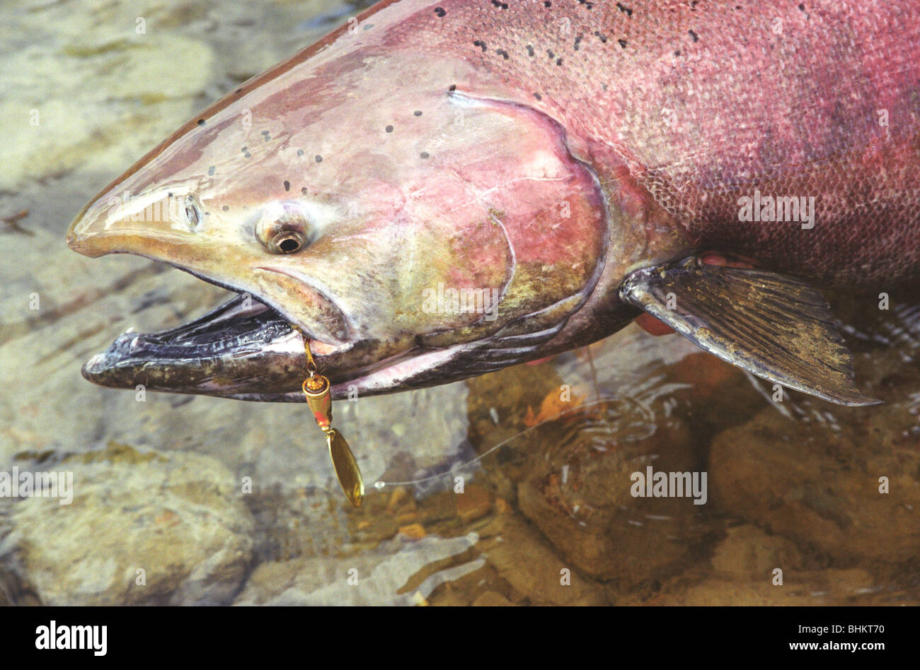 The head of a 40 pound King or Chinook salmon captured on a Mepps ...