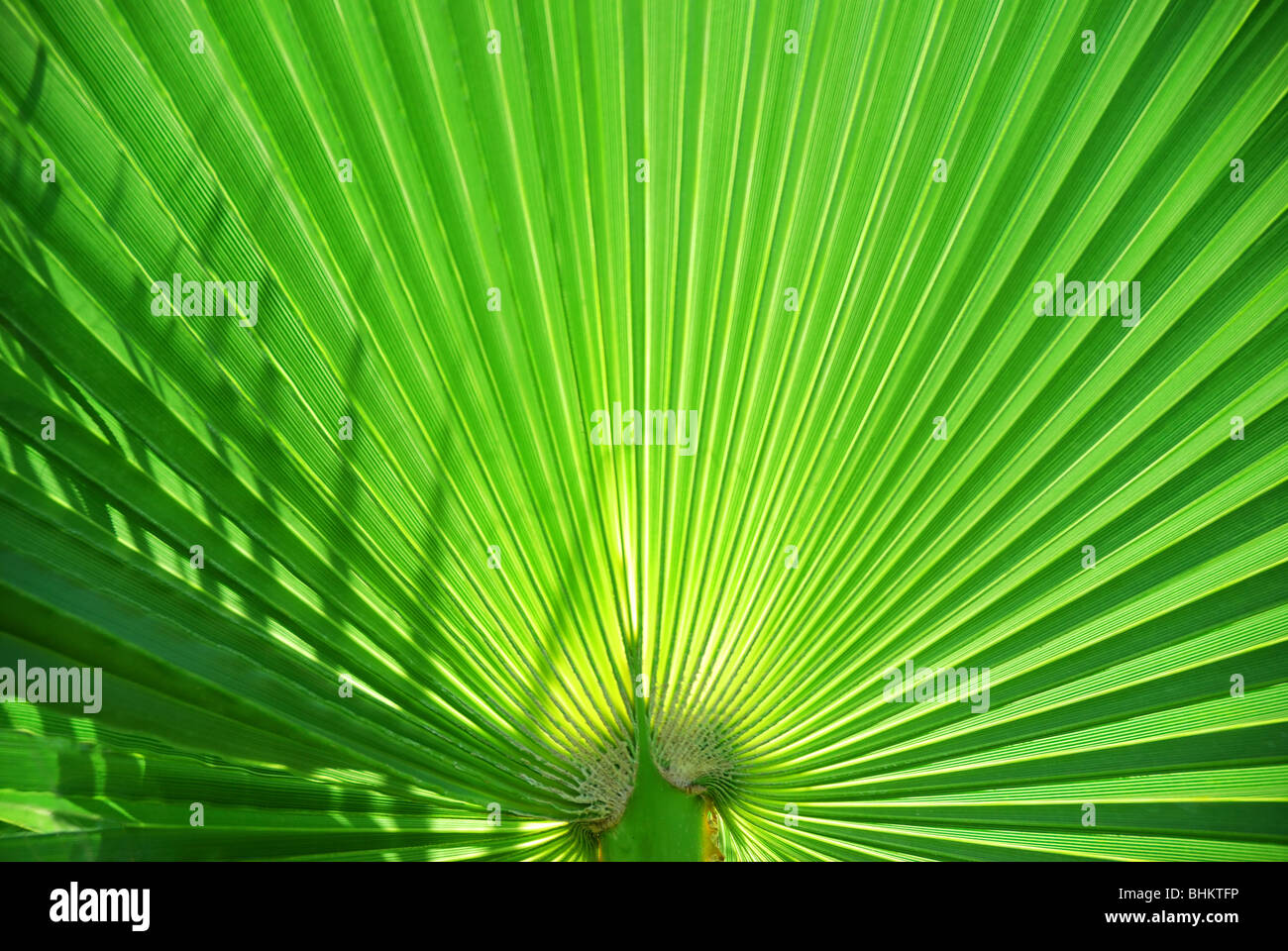 Close up of palm leaf Stock Photo - Alamy