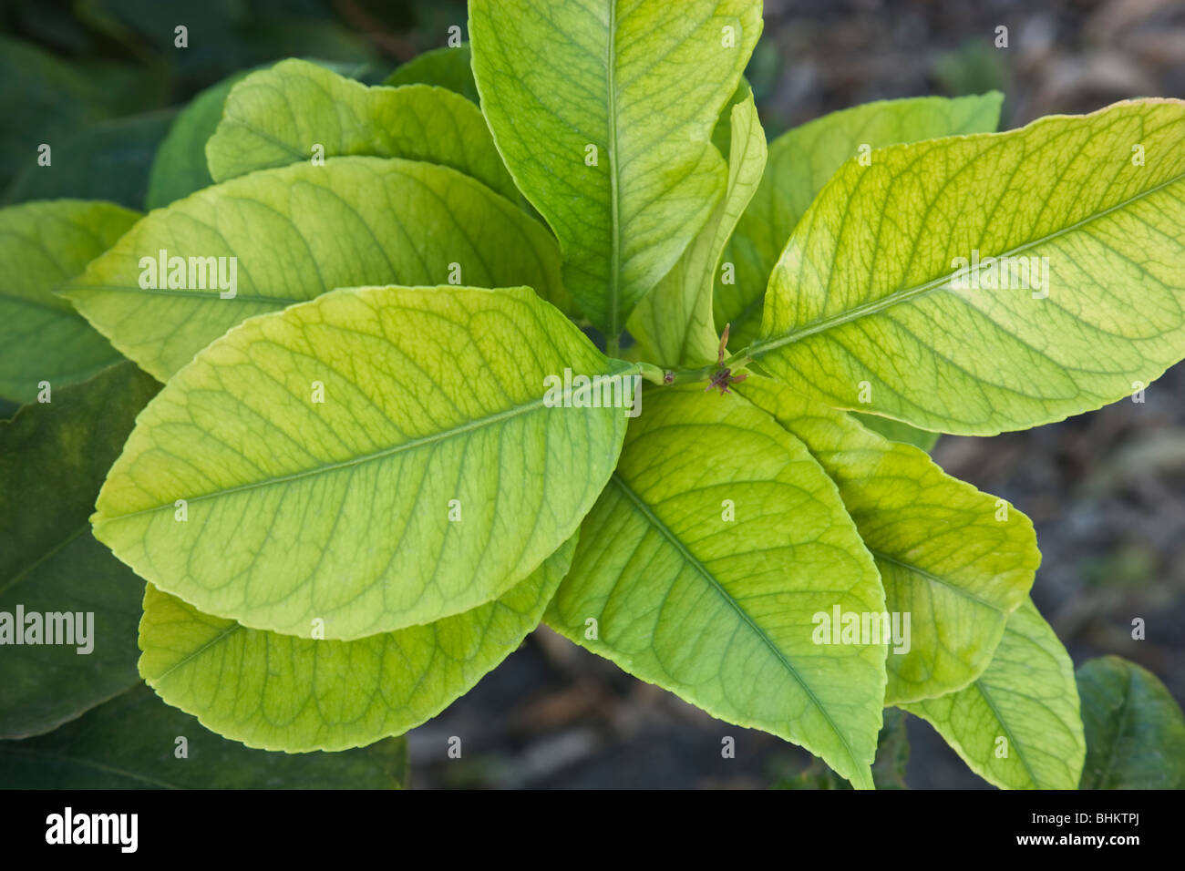 Young Lemon leaves, branch 'Citrus limon'. Stock Photo