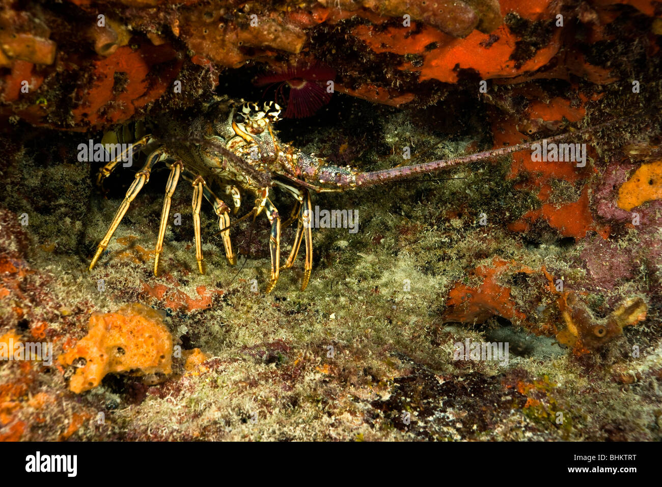 Caribbean Spiny Lobster under red sponge encrusted coral reef ledge surrounded by tiny fry fish underwater photograph John Pennekamp marine sanctuary Stock Photo