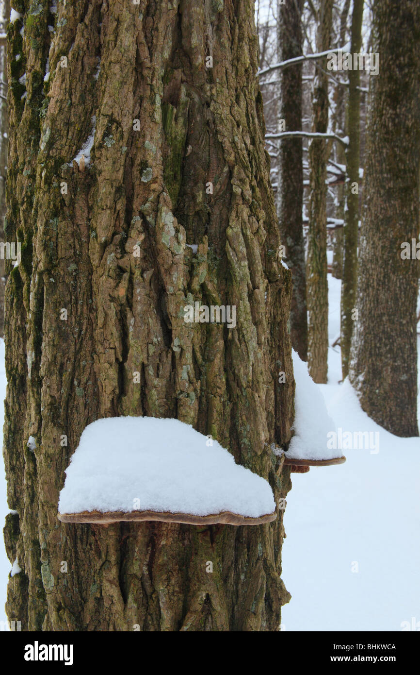 Snow on Fungas, Appalachian Trail, Near Hightop, Shenandoah National Park, Virginia Stock Photo