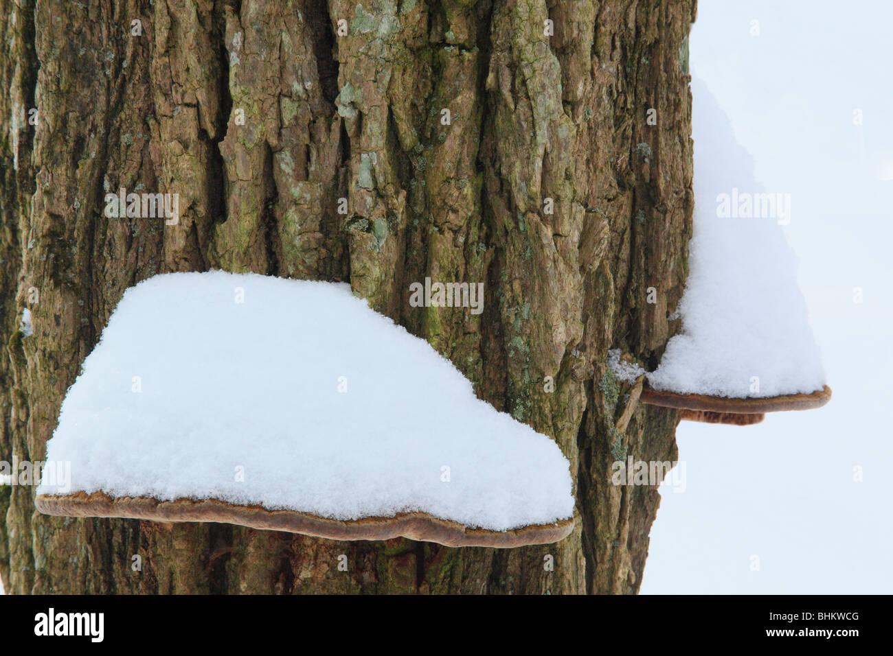 Snow on Fungas, Appalachian Trail, Near Hightop, Shenandoah National Park, Virginia Stock Photo