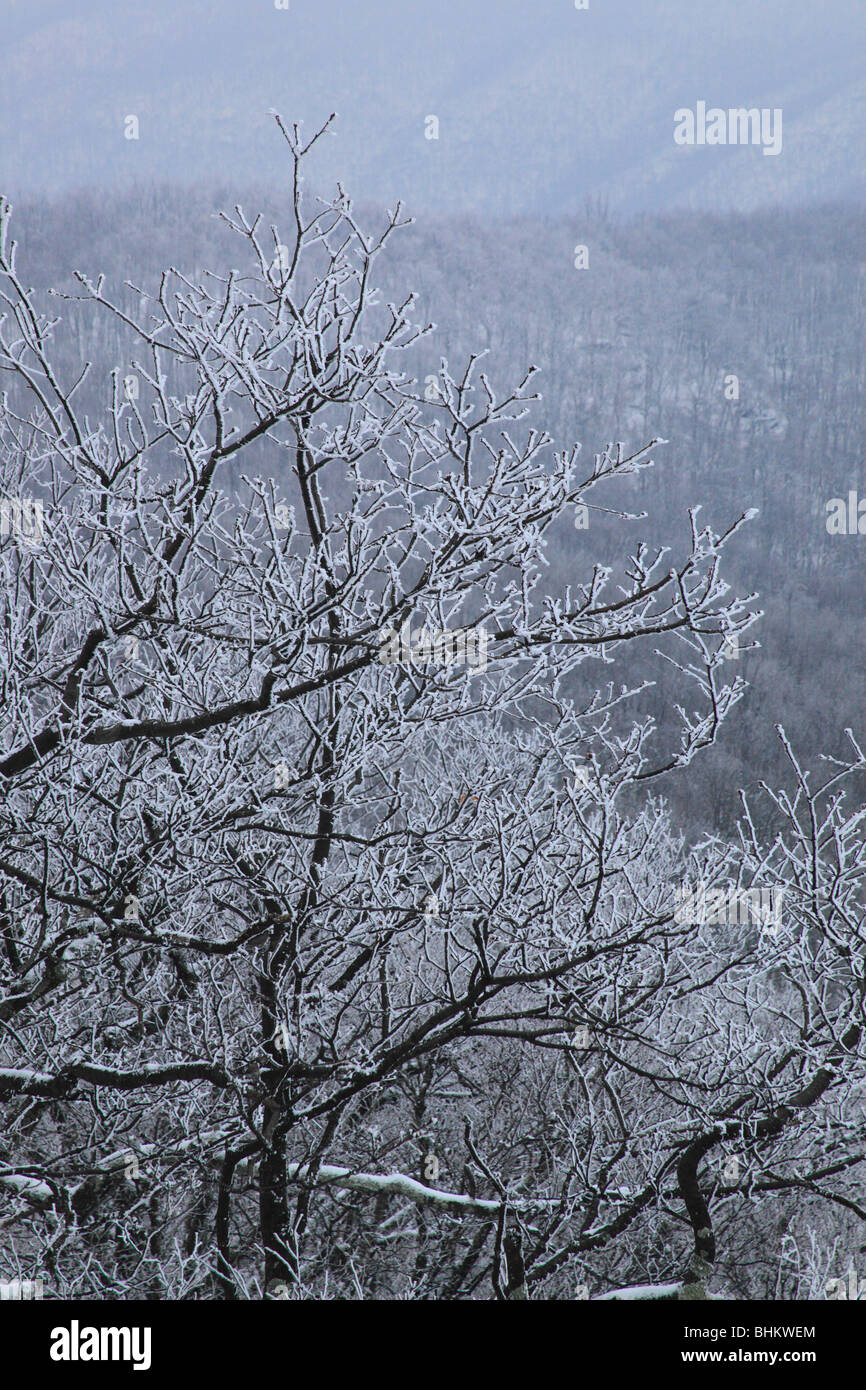 Frost on Trees, Appalachian Trail, On Hightop, Shenandoah National Park, Virginia Stock Photo
