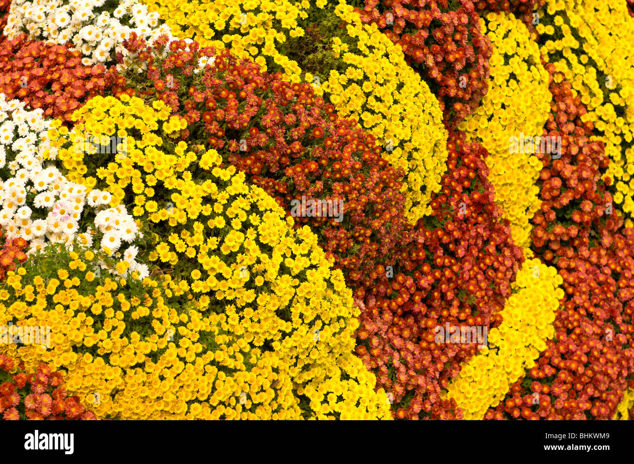 Flower decoration Stock Photo
