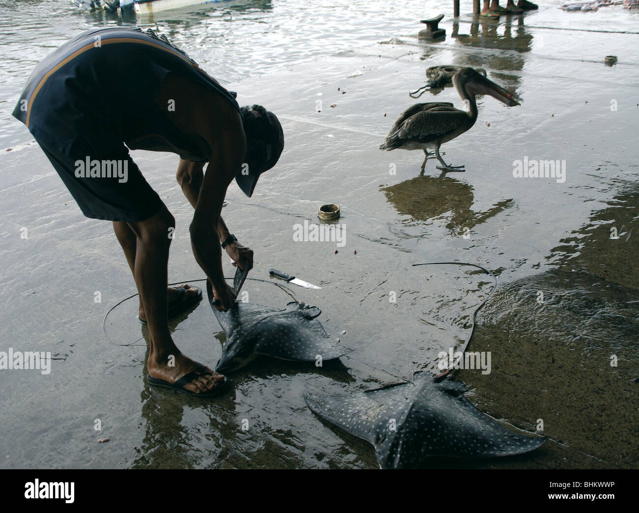 El Salvador. Acajutla port. Fishing. Stingray Stock Photo Alamy