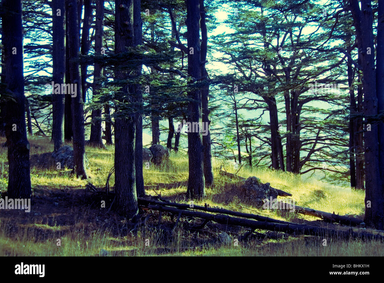 Bcahrre hires stock photography and images Alamy