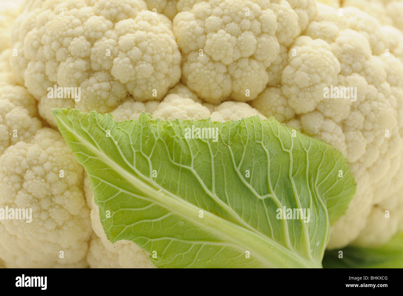 Head of Cauliflower Closeup Stock Photo Alamy