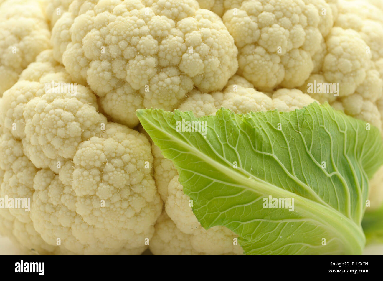 Head of Cauliflower Closeup Stock Photo