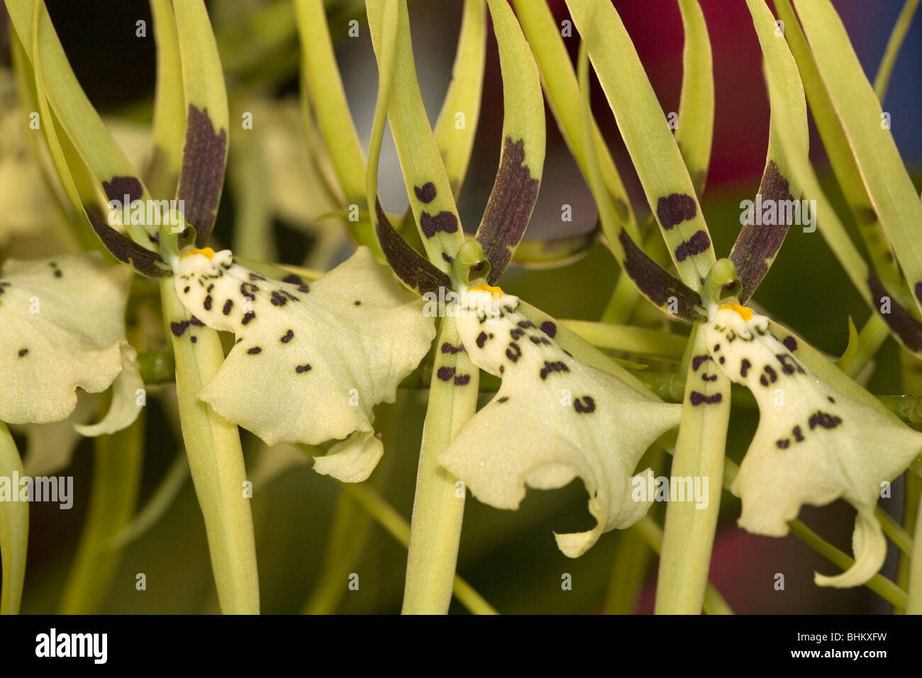 Tropical orchid (Brassia rex) Stock Photo